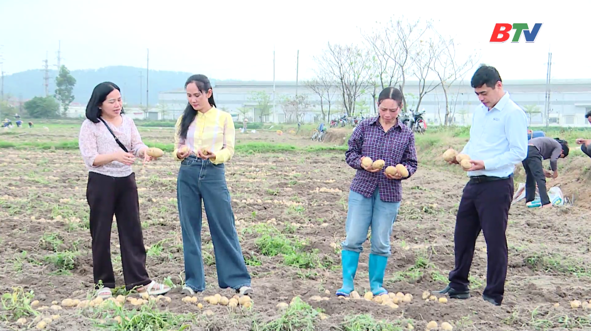 Cơ giới hóa đòn bẩy nâng tầm canh tác khoai tây ở Bắc Ninh