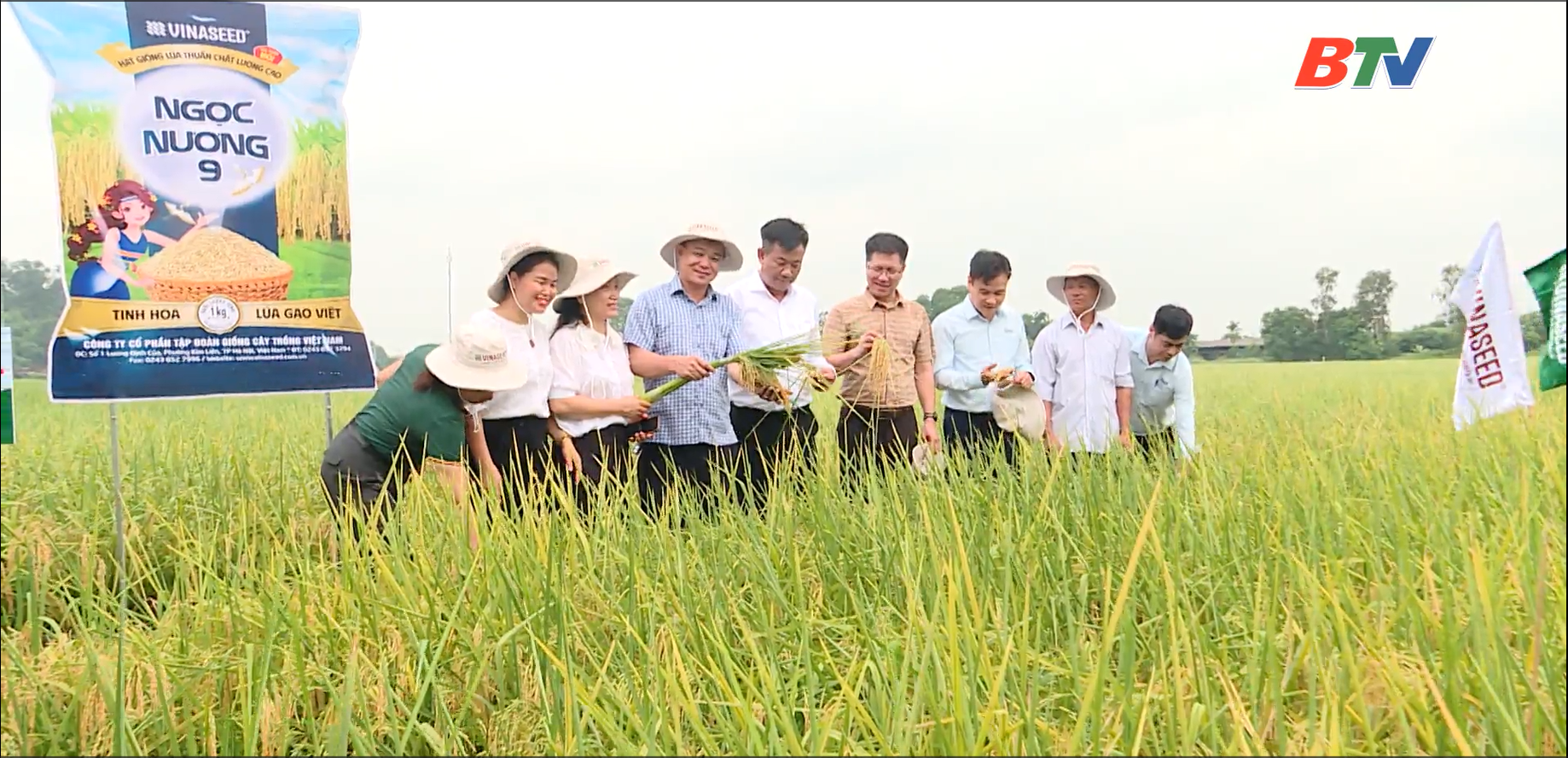 Triển vọng giống lúa mới Ngọc Nương 9